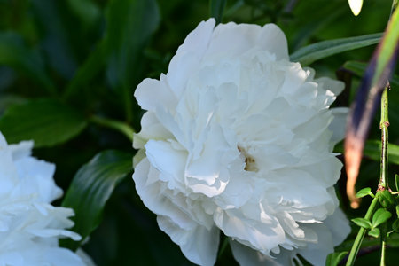 White peony flower in the garden. Shallow depth of field.の写真素材