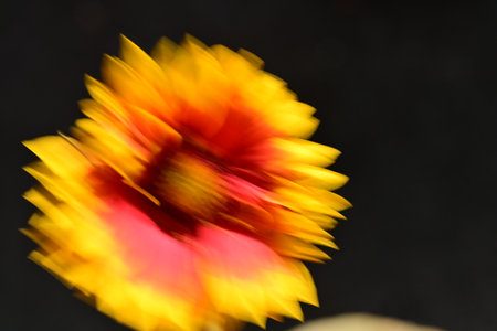abstract of yellow and red flower petals on black background.の写真素材
