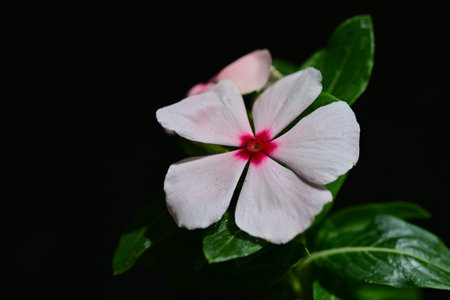 Periwinkle flower on black background, close up of pink flowerの写真素材