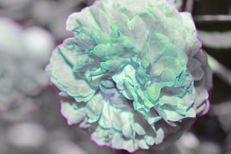 close up of green peony flower with blur background - vintage filter effect