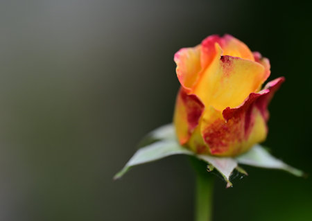 Beautiful yellow rose in the garden. Shallow depth of field.の写真素材