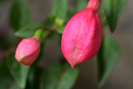 Fuchsia flower in the garden, close-up of flowers