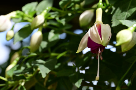 Fuchsia flower in the garden, closeup of beautiful blooming flowerの写真素材