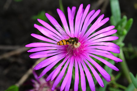 pink flower with a bee on it, closeup of photo