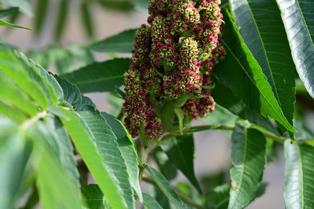 Close up of a branch of a tree with green leaves and flowersの写真素材