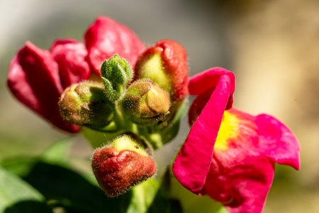 Close-up of red snapdragon flowers with buds and green leavesの写真素材
