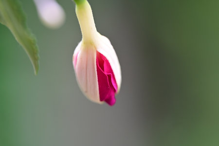 Fuchsia flower in the garden. Macro shot. Selective focus.の写真素材