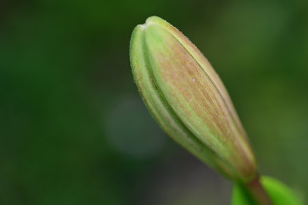 Lily bud on a green background. Close-up. Macroの写真素材