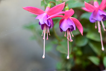 Fuchsia flower in the garden, closeup of beautiful flowers