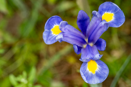 Close up of blue iris flower in the garden with copy space