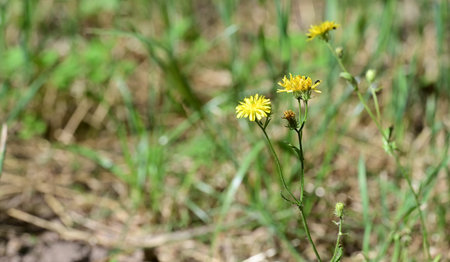 Yellow dandelions on a green meadow in the spring.