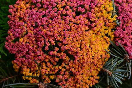 Achillea millefolium, also known as common yarrowの写真素材