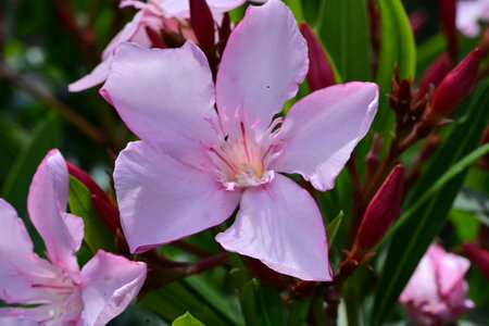 Pink oleander flowers in the garden, closeup of photo