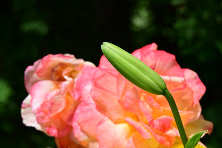 Pink and orange lily flower on a green background close-upの写真素材