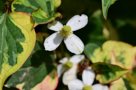 White flower in the garden, Thailand. (Scientific name)