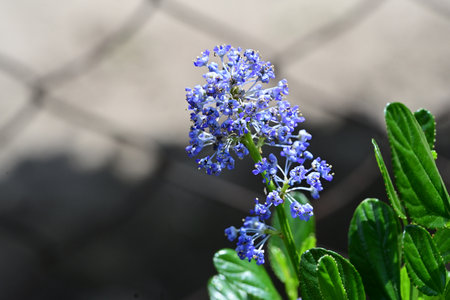 Beautiful blue flower in the garden. Close up. Nature.
