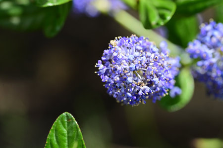 Close up of blue flowers in nature. Macro photo with shallow depth of field.