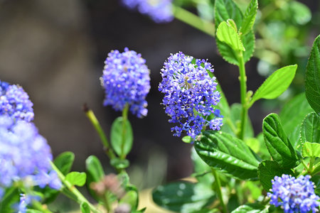 Beautiful blue flowers in the garden on a sunny summer day.