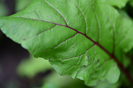 Beetroot leaves in the garden. Selective focus. nature.の写真素材