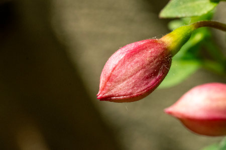 A close up of the bud of a fuchsia flower.の写真素材
