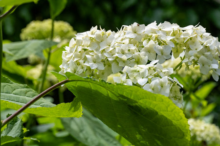 White Hydrangea macrophylla flowers in a garden in summer