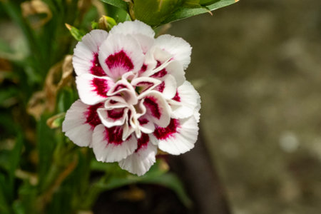 Dianthus chinensis is a species of flowering plant in the genus Dianthus.の写真素材