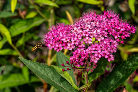 A bee on a pink flower of Spiraea japonica.