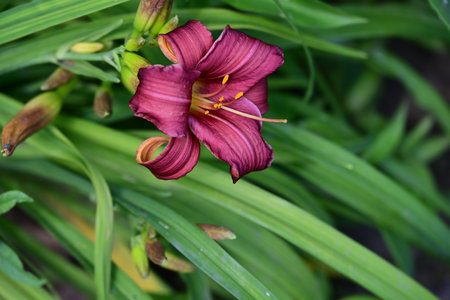 Purple daylily, Hemerocallis fulvaの写真素材