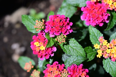 Lantana camara Lantana pink flowers in the garden