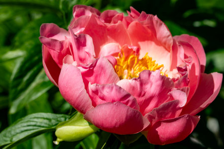 Beautiful pink peony flower close-up on a green backgroundの写真素材
