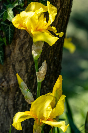 Beautiful yellow iris flowers blooming in the spring garden.