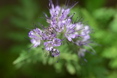 Phacelia officinalis, commonly known as the phacelia plant.の写真素材