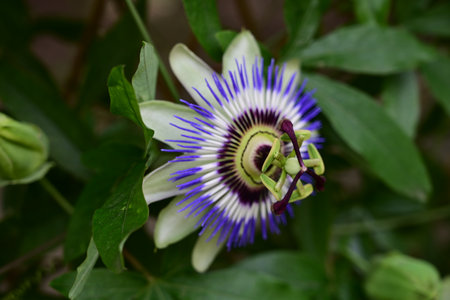 Passiflora caerulea, Passiflora caeruleaの写真素材