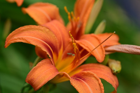 Orange daylily in the garden. Shallow depth of field.