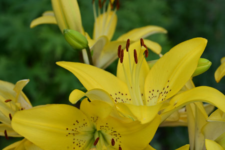 Yellow lilies in the garden on a sunny summer day. Close-up.