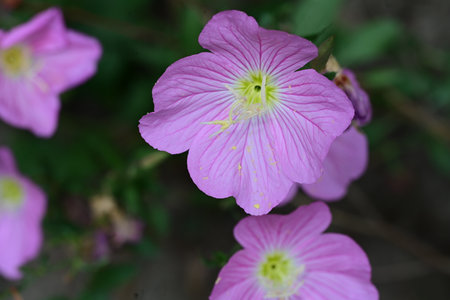 Pink evening primrose flowers in the garden, closeup of photoの写真素材