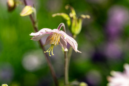 Aquilegia vulgaris, commonly known as the common columbine, is a species of flowering plant in the family Columbaceae.の写真素材