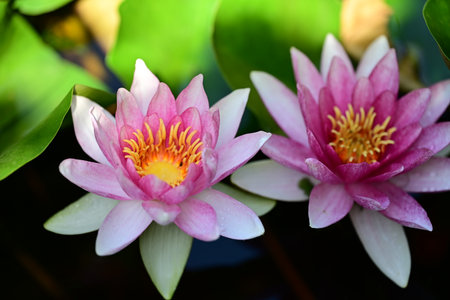 Pink lotus flower blooming in the pond, nature background.の写真素材