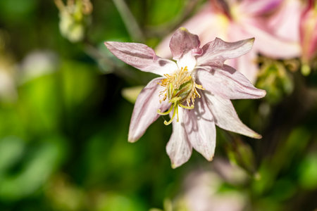 Aquilegia grandiflora, commonly known as the catchment, is a genus of flowering plants in the family Ranunculaceae.の写真素材