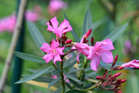 Pink oleander flowers blooming in the garden, stock photo