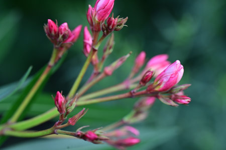 pink oleander flowers in the garden, closeup of photo