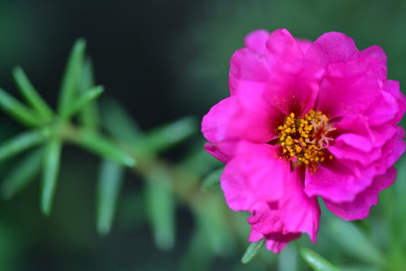 pink purslane flower in the garden (Pusley flower)