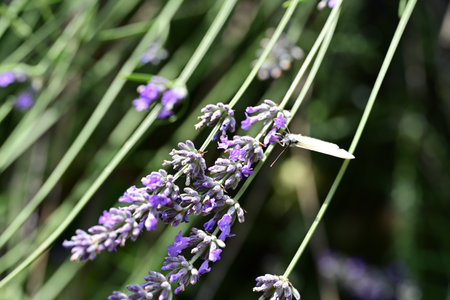 Lavender flowers in the garden, closeup of photo.の写真素材