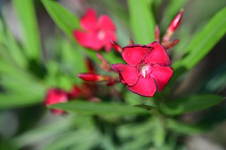 Red flowers of oleander in the garden. Macro photo.の写真素材