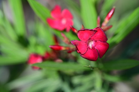 Red oleander flowers in the garden, closeup of photo