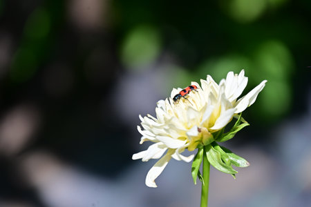 ladybug on a white dahlia flower in the garden
