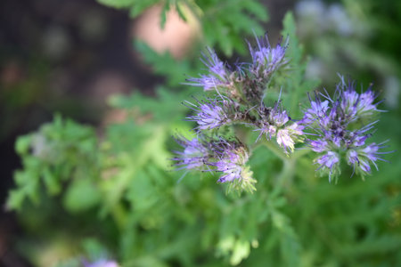 Phacelia, Phacelia officinalis, Phacelia officinalis