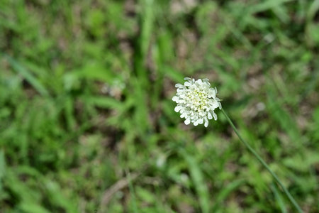 White scabiosa flower on a background of green grass.の写真素材