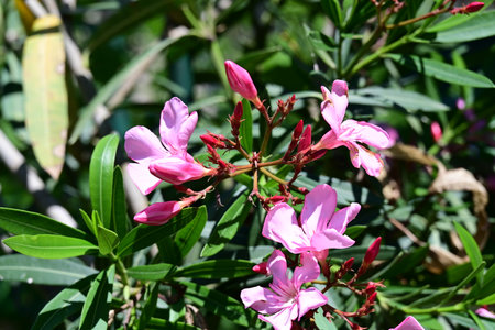 Pink oleander flowers with green leaves in the garden close up