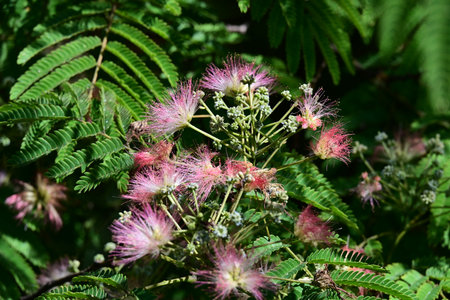 Albizia julibrissin or Pink Powder Puff